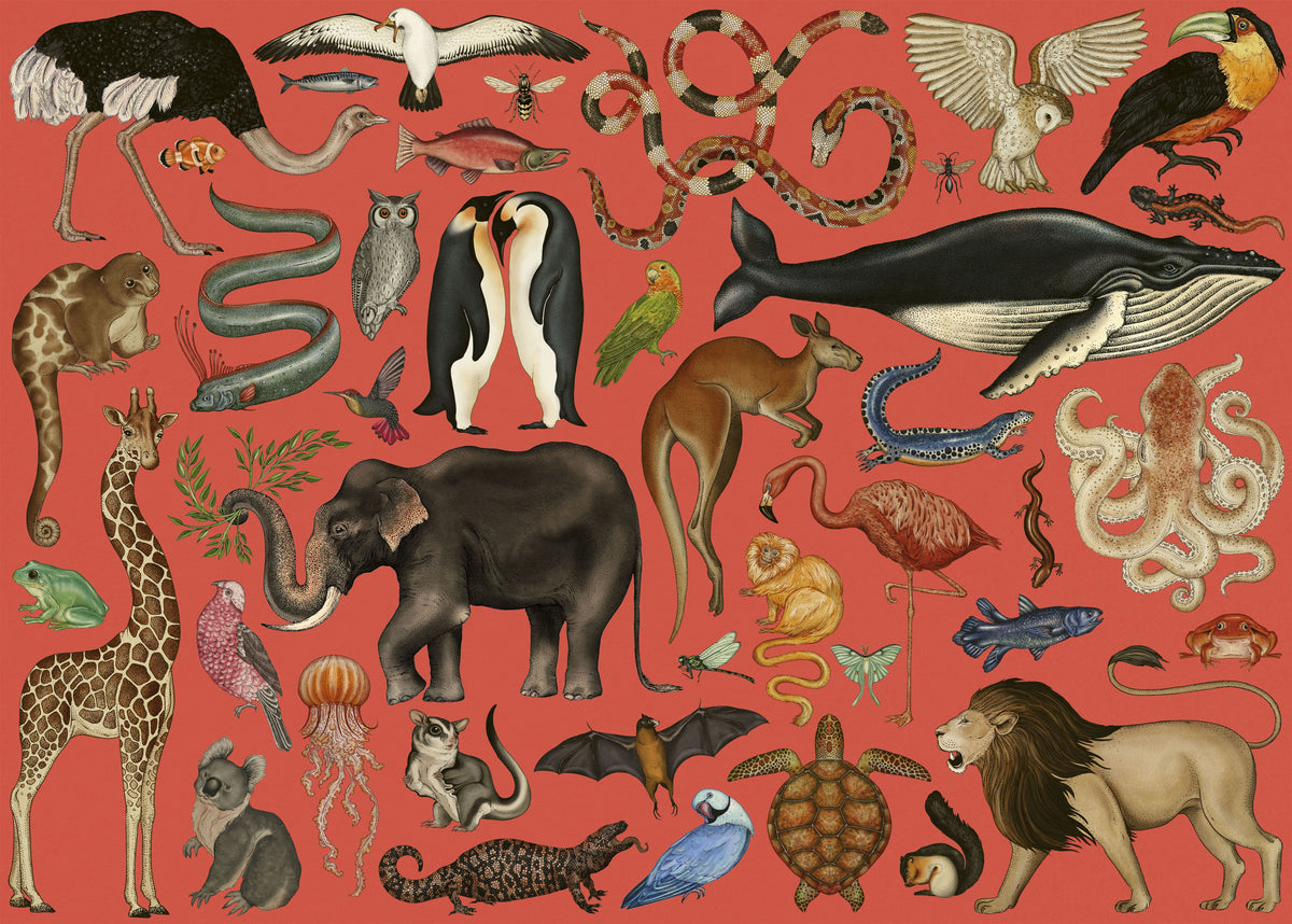 Animalium 500 Piece Jigsaw Puzzle
