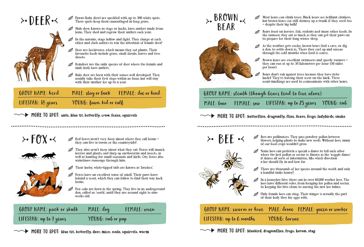 Secret Forest: A Spotting Book