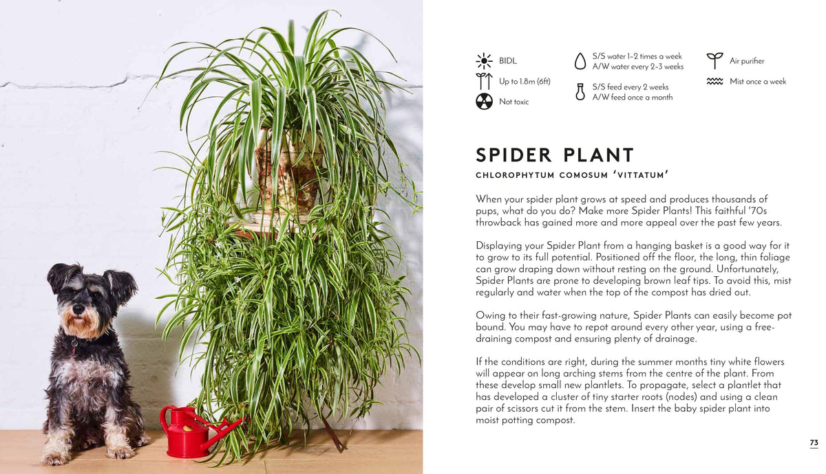 Little Book Big Plants
