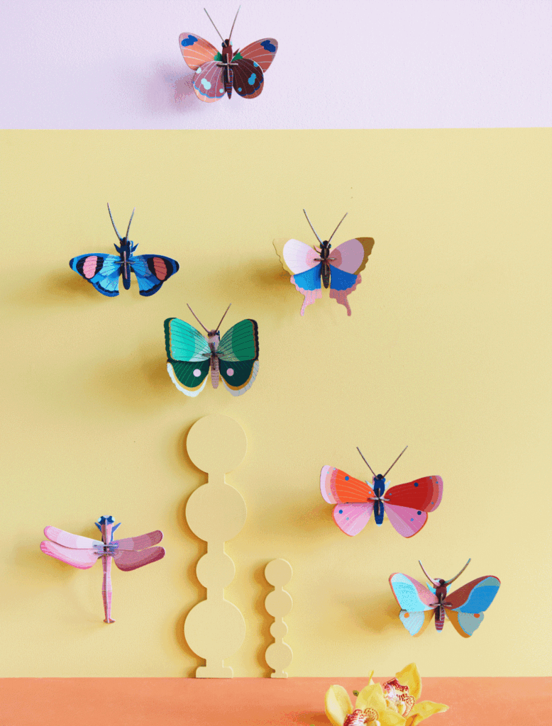 Delias Butterfly