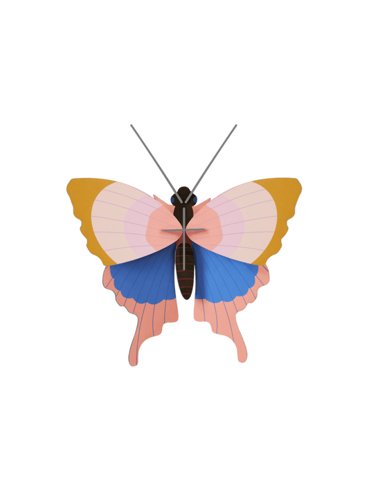 Gold Rim Butterfly