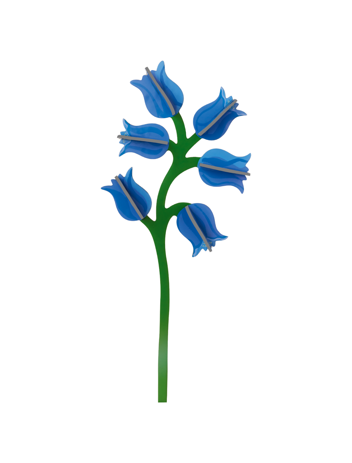 Everlasting Flowers - Campanula