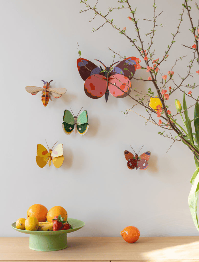 Delias Butterfly