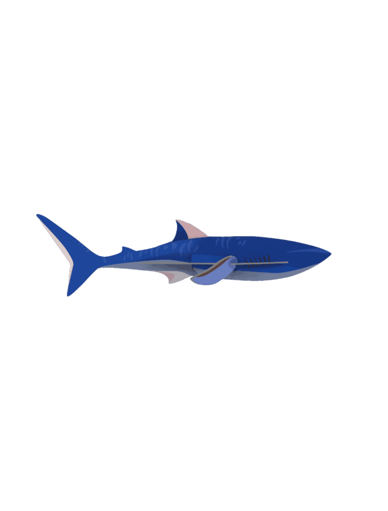 Shark