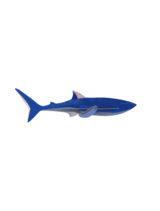 Shark