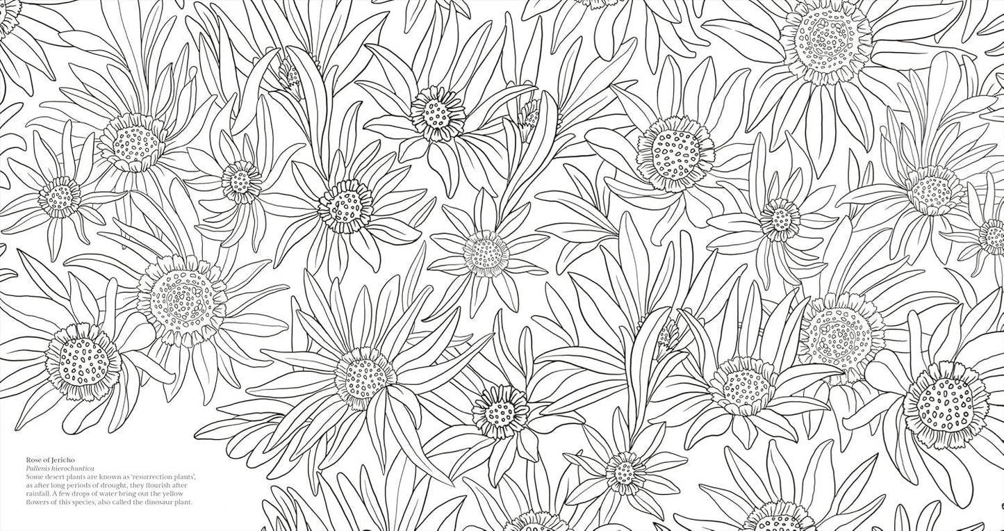 Wonderful Wildflowers Colouring Book