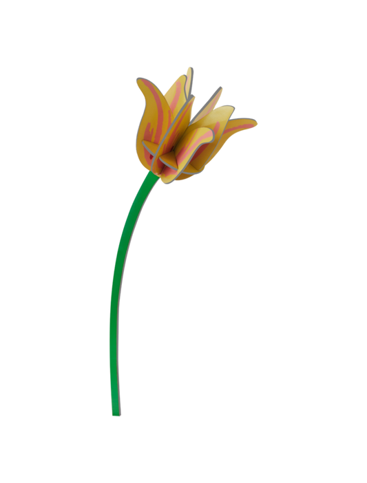 Everlasting Flowers - Yellow Tulip