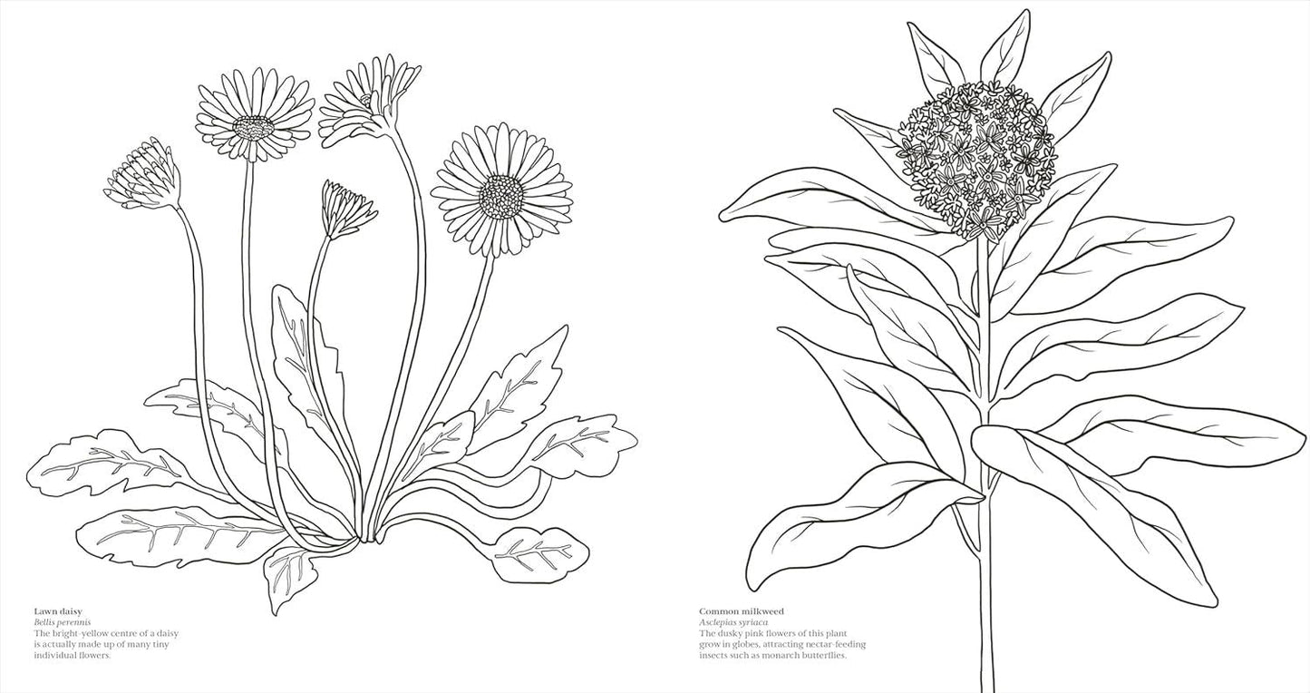Wonderful Wildflowers Colouring Book