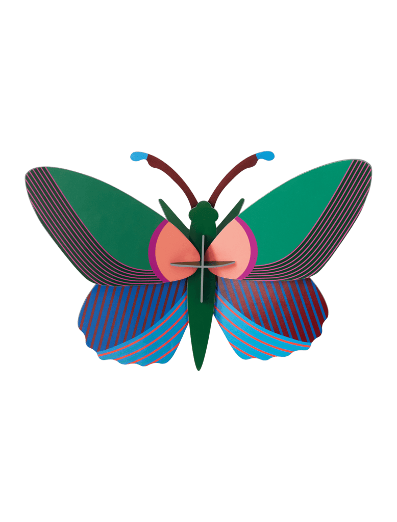 Acacia Butterfly
