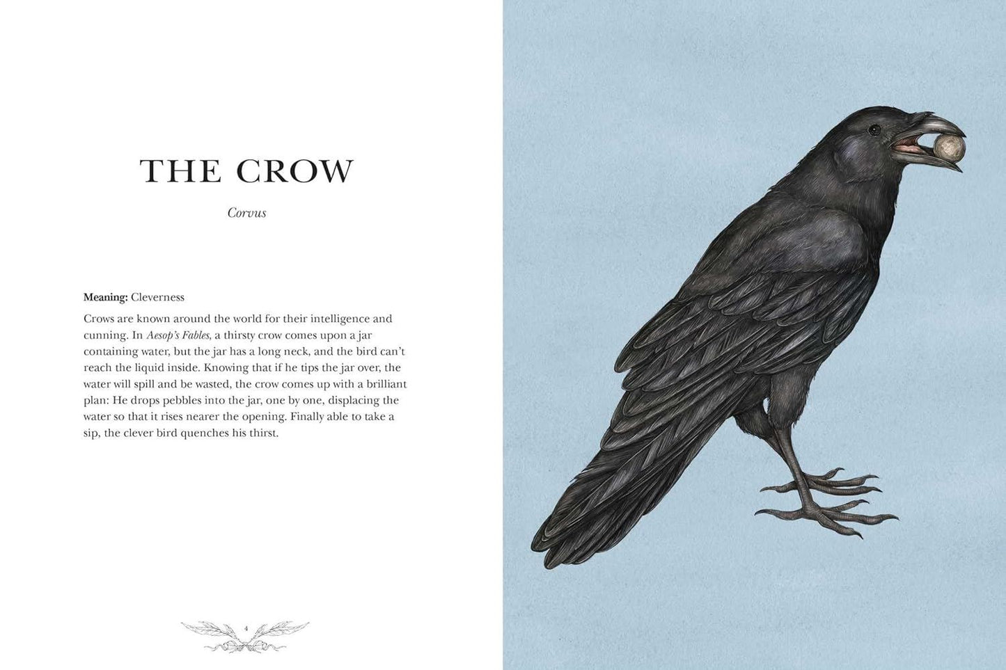 Ornithography: An Illustrated Guide
