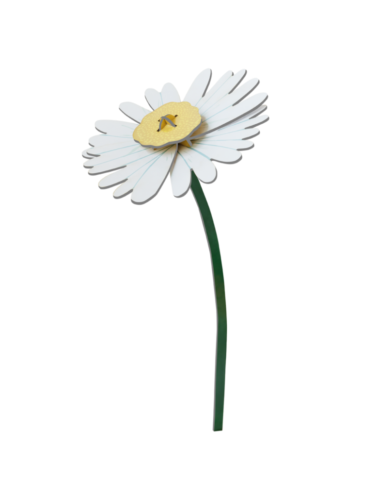 Everlasting Flowers - Daisy