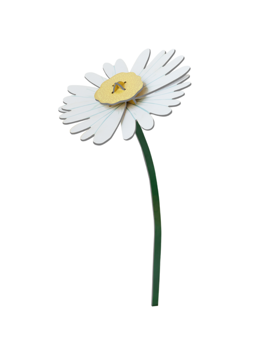 Everlasting Flowers - Daisy