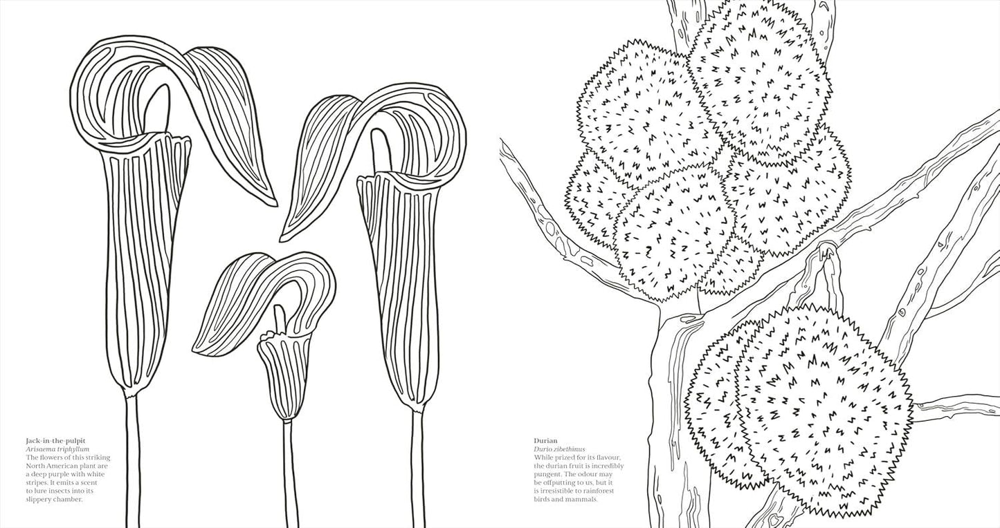 Wonderful Wildflowers Colouring Book